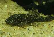 Aquarium Loricariidae: typy, popis, fotografie