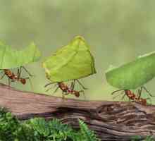 10 Интересных фактов о муравьях. Самые интересные факты о муравьях для детей