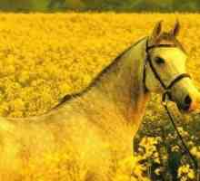1978 - Rok koně? Stejně jako 2038-TH - rok Země (žlutá) kůň