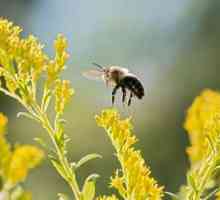 7 Видов пчел, которые оказались под угрозой исчезновения