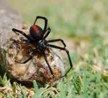 A víte, co sní velký černý pavouk?