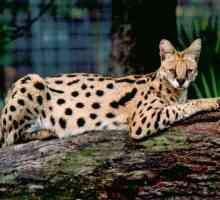 Afričan serval. Home serval