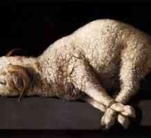 Lamb - oběť ve jménu humanity