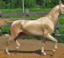 Ахалтекинская лошадь изабелловой масти. Особенности породы