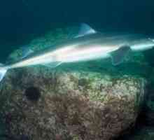 Акула катран: безопасный обитатель Черного моря