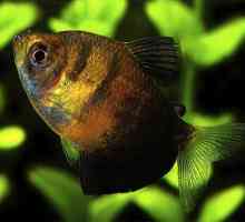Tetra černá akvarijní ryby: Princezna z podmořského království
