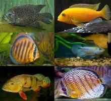 Akvarijní ryby Cichlids: obsah, fotky