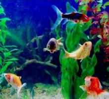 Akvarijní ryby: kompatibilita druh