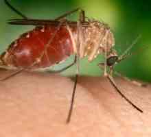 Alergičtí na bodnutí komárem dítě. První pomoc a ochrana