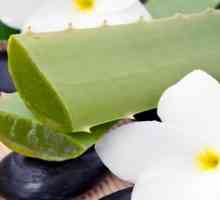 Aloe vera: užitečné vlastnosti a kontraindikace úžasná rostlina