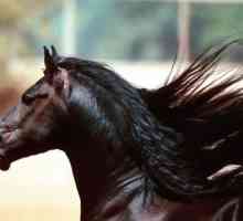 Американский мустанг - лошадь возвращённая Колумбом… Является ли она историческим наследием этой…