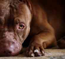Americký Pit Bull: popis chovu, fotografie a recenze chovatelů. Americký Pit Bull Terrier: Vzhled