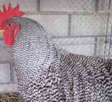 Amroks (kuřata): popis, pěstování a péči (foto)