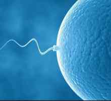 Sperma analýza: když je zobrazeno?