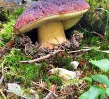 Аппетитный гриб "Подберезовик обыкновенный". Краткое описание, места произрастания