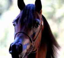 Арабская лошадь - чудо природы
