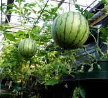 Melouny ve sklenících: řádné pěstování