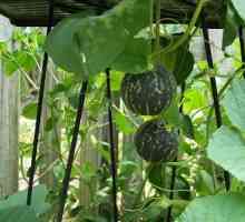 Melouny ve skleníku polykarbonátu. pěstování melounů