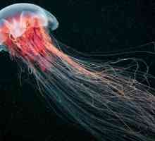 Арктическая цианея - самая крупная медуза в мире