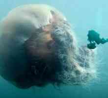 Арктическая медуза - самая большая медуза в мире