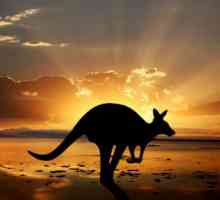 Австралия, интересные факты - самые высокие горы, самая большая река и самые опасные животные…
