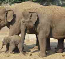 Азиатские слоны: описание, особенности, образ жизни, питание и интересные факты