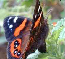 Бабочка Адмирал – прекрасное творение природы