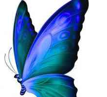 Бабочка парусник, описание, характеристика видов
