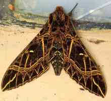 Бабочки бражники - вымирающее чудо среди насекомых