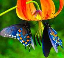 Бабочки мира. Названия бабочек и их описание