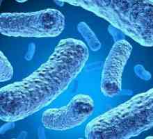 Bakposev mikroflóru a citlivost k antibiotikům: základ pro účely analýzy, dešifrování