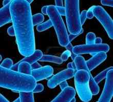 Бактерии являются возбудителями каких болезней? Болезни человека, вызываемые бактериями