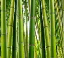 Bambus styl - deku, posílení zdraví