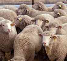 Lamb: přínos a poškození těla