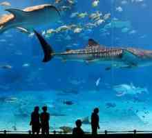 Barcelona akvárium - cesta do podmořského světa
