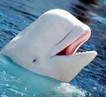 Белуха (дельфин): описание, фото