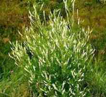 Белый донник - ценное растение с лечебными свойствами