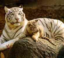 Белый тигр - животное, занесенное в красную книгу. Фото и описание белого тигра