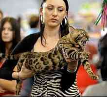 Kočka plemene: divoký leopard s andělskou postavu