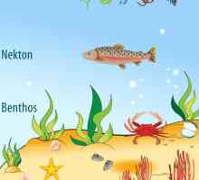 Бентос - это... Планктон, нектон, бентос