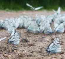 Боярышница - бабочка белая с черными прожилками