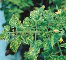 Nemoci rajčat ve skleníku: léčba a prevence