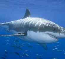 Большая белая акула – гроза океанов