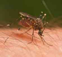 Большие комары: опасны ли эти насекомые