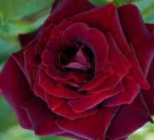 Maroon růže - květiny královské