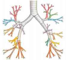 Bronchiální druhy dech a formy abnormálního dýchání