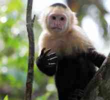 Цепкохвостая обезьяна: описание, виды, среда обитания