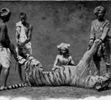Чампаватская тигрица - зверь-убийца, породивший множество кошмаров