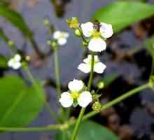 Alisma Plantaginaceae: popis, který se používá v lidovém léčitelství