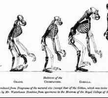 Человекообразные обезьяны и человек - сходство и различия. Виды и признаки современных…